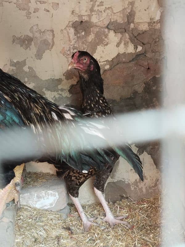 aseel female hen 1