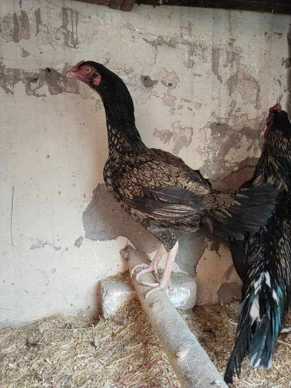 aseel female hen 2