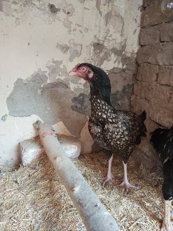 aseel female hen 3