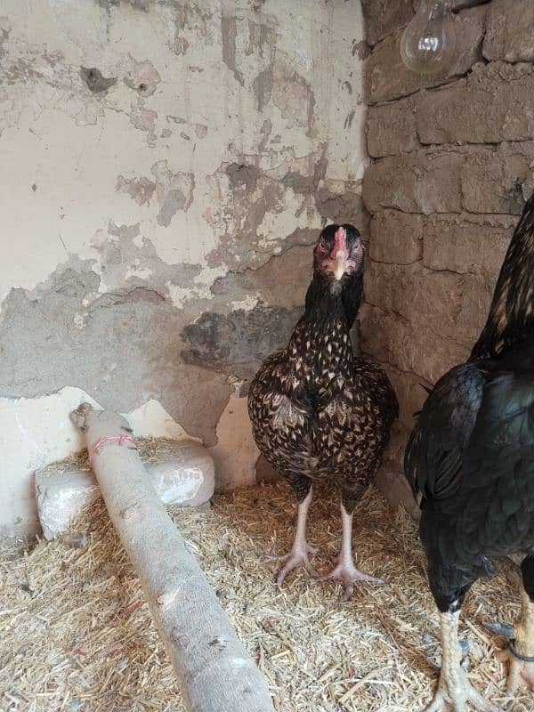 aseel female hen 4