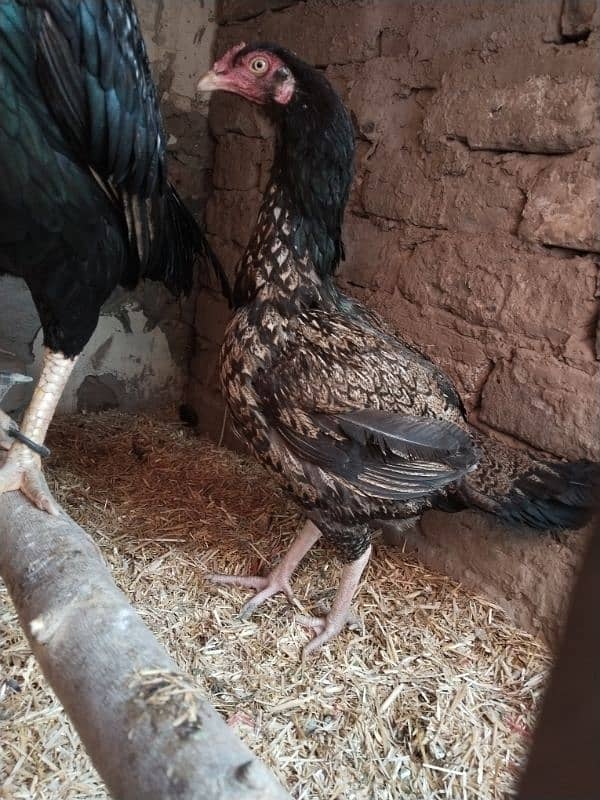 aseel female hen 5