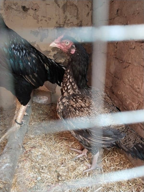 aseel female hen 6