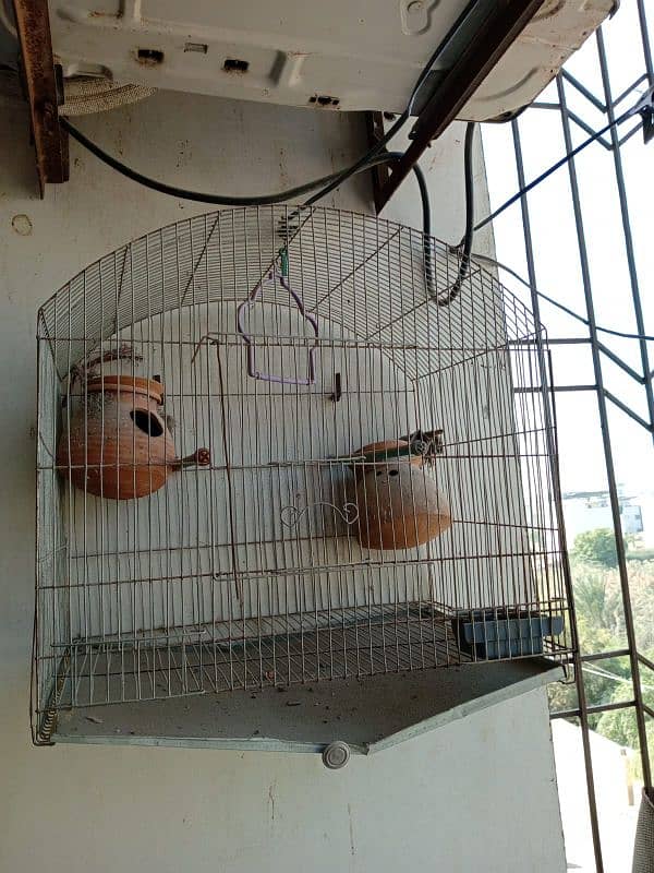 Bird cage with 2 mutki 3