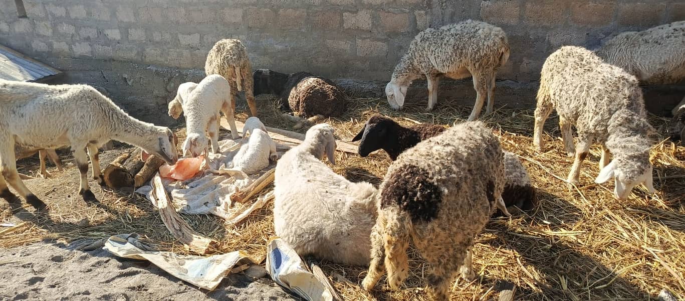 Female Dumba sheep | mundra chahtra | goat | Chaki Dumba kids 0