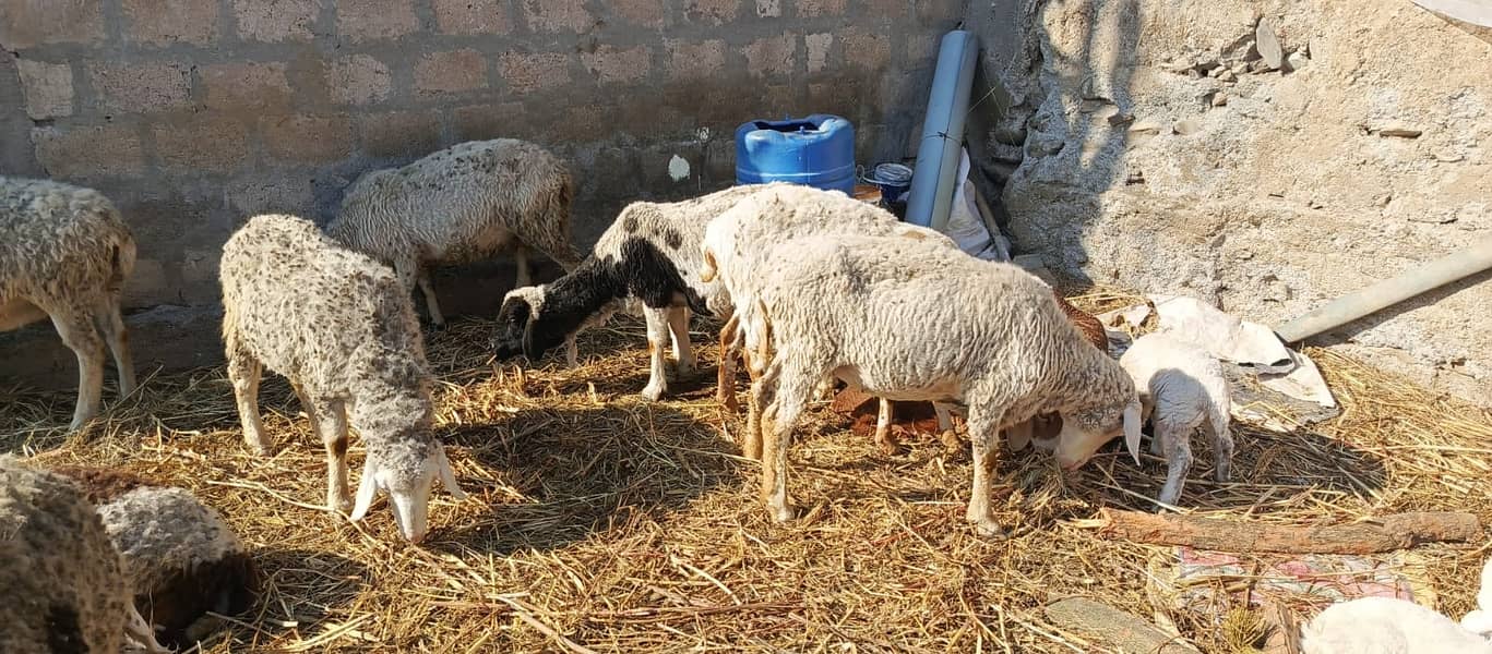 Female Dumba sheep | mundra chahtra | goat | Chaki Dumba kids 1