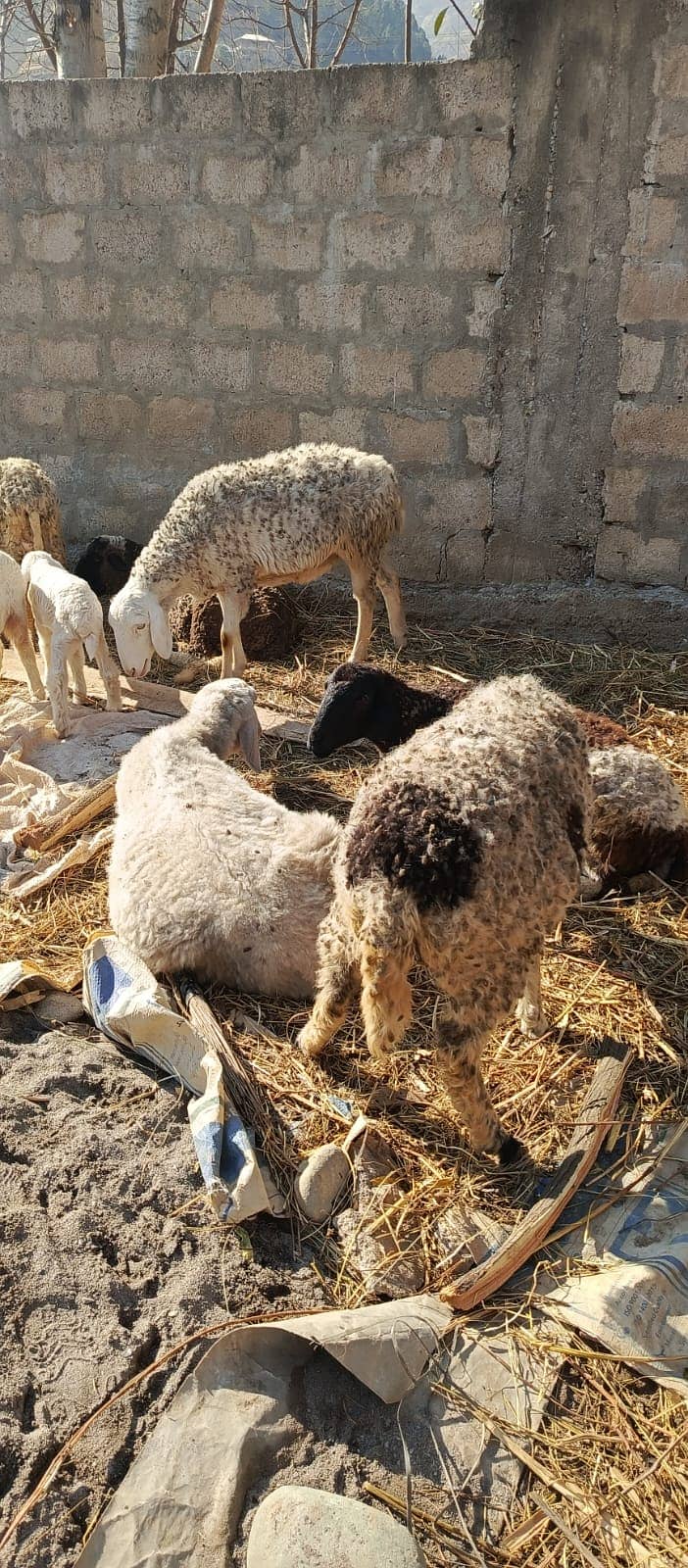 Female Dumba sheep | mundra chahtra | goat | Chaki Dumba kids 3