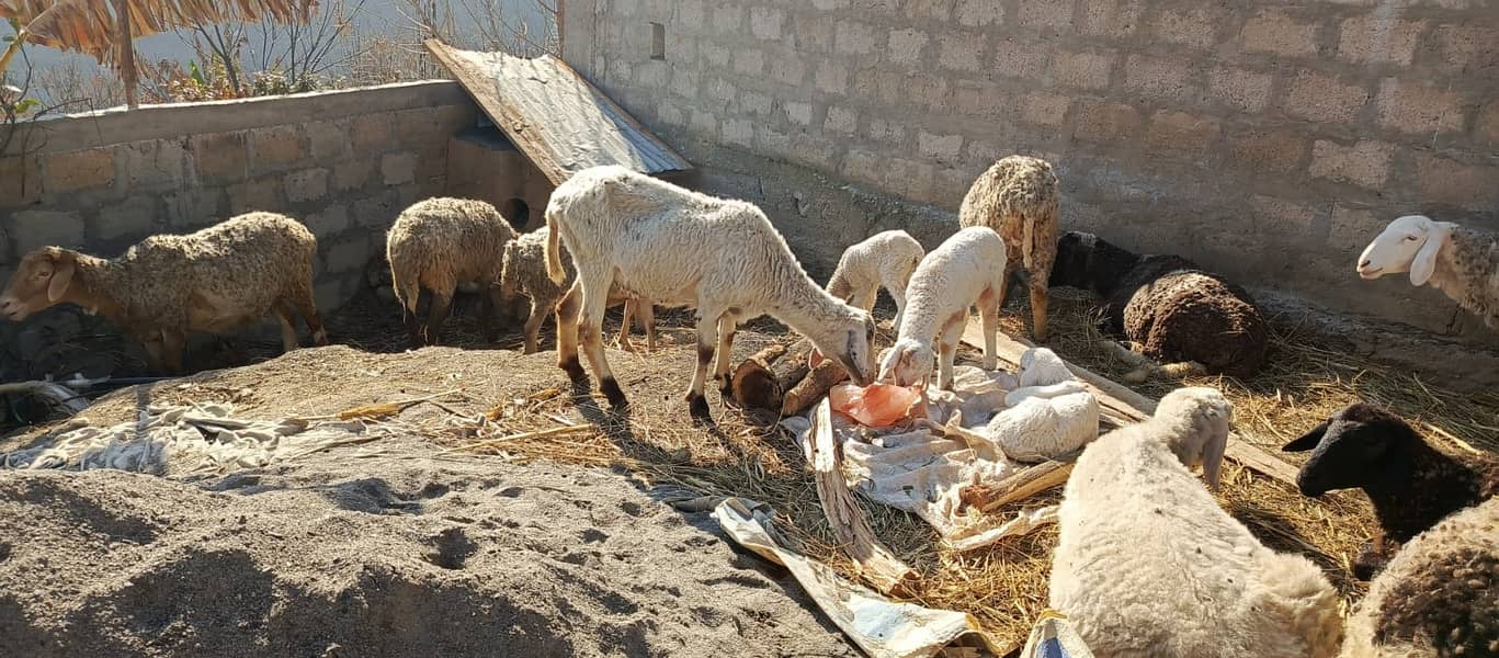 Female Dumba sheep | mundra chahtra | goat | Chaki Dumba kids 4