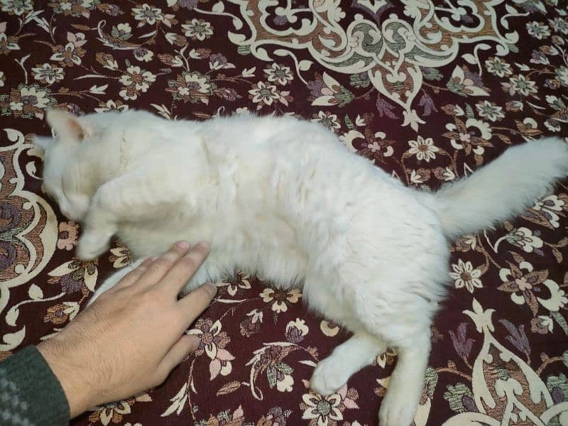 Male Persian cat 3