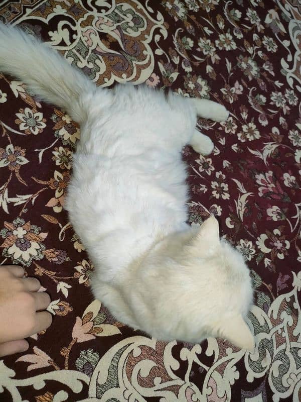 Male Persian cat 5