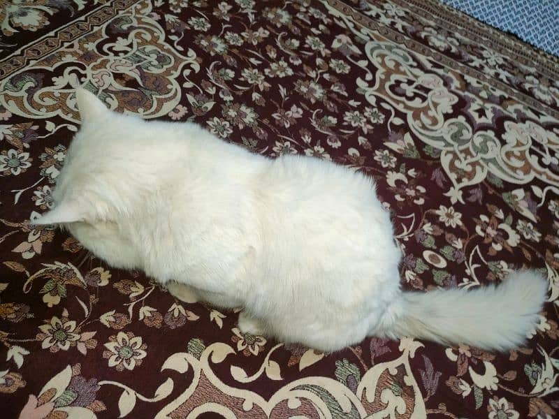 Male Persian cat 6