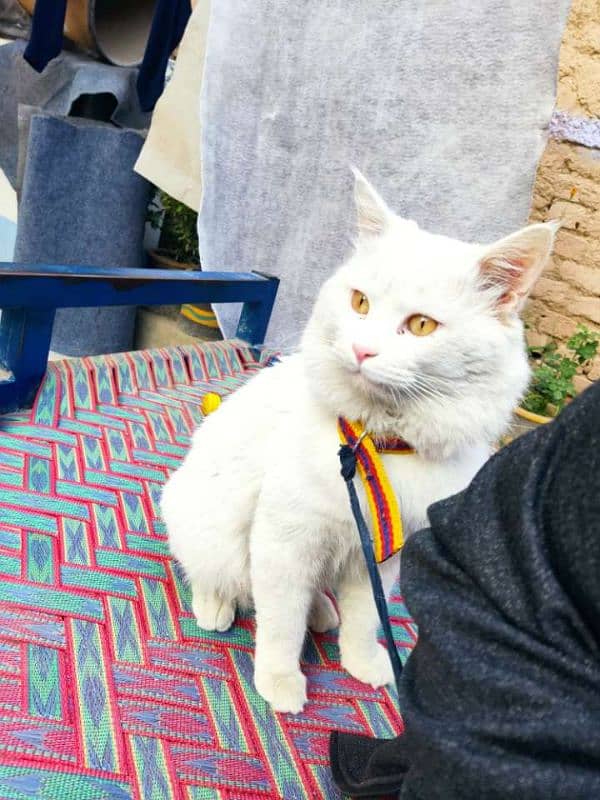 Male Persian cat 7