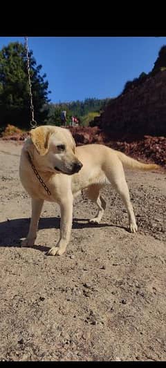 Labrador Breeder Female