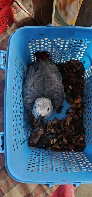 African grey parrot chicks for sale 03257852405 1