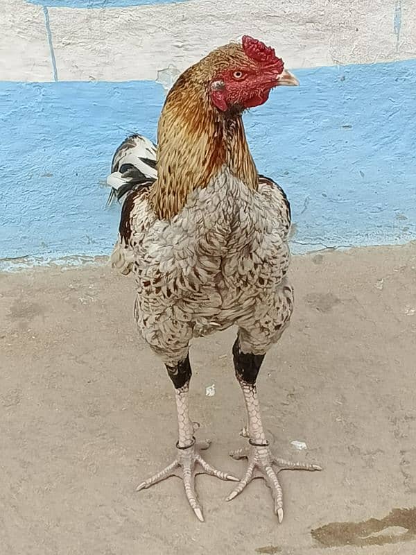 I want sell my hen cock 2