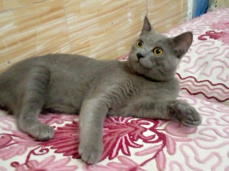 Male cat for sale single coat 1