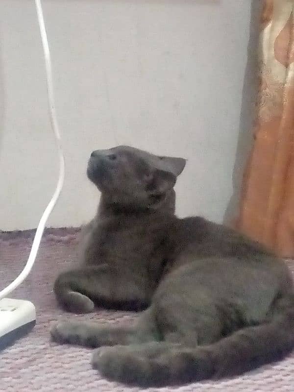 Male cat for sale single coat 2