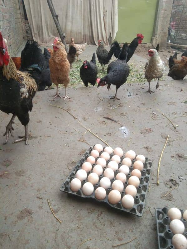 pure desi murgiyaan (hens), murgy  aur dasi anday (eggs) dastyab haan. 0