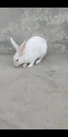 male rabbit