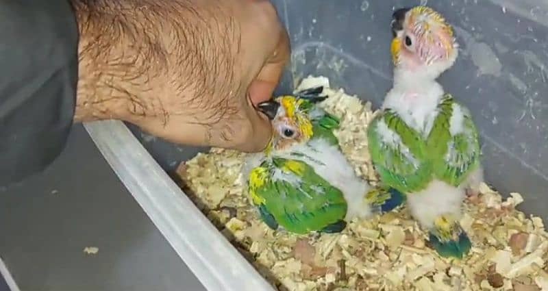 sun conure chicks handtamed Conor 0