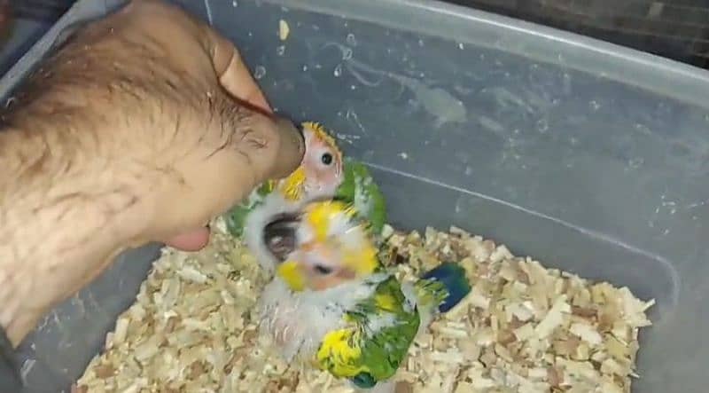 sun conure chicks handtamed Conor 1