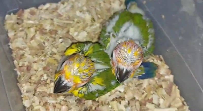 sun conure chicks handtamed Conor 2