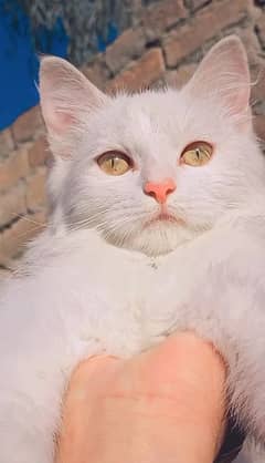 Persian cat for sale female age 7 months price 12000