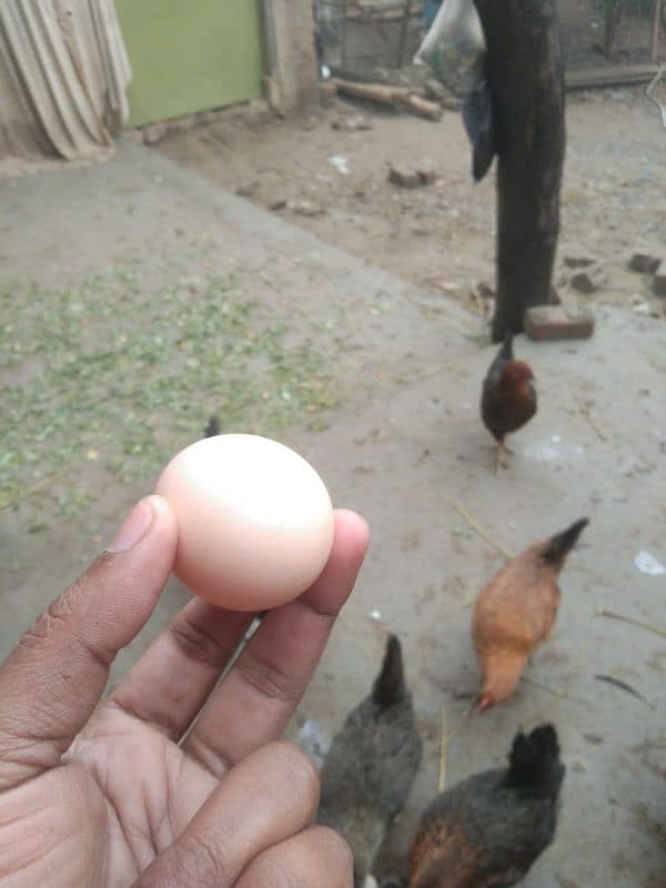 pure desi murgiyaan (hens), murgy  aur dasi anday (eggs) dastyab haan. 4