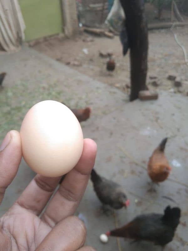 pure desi murgiyaan (hens), murgy  aur dasi anday (eggs) dastyab haan. 5