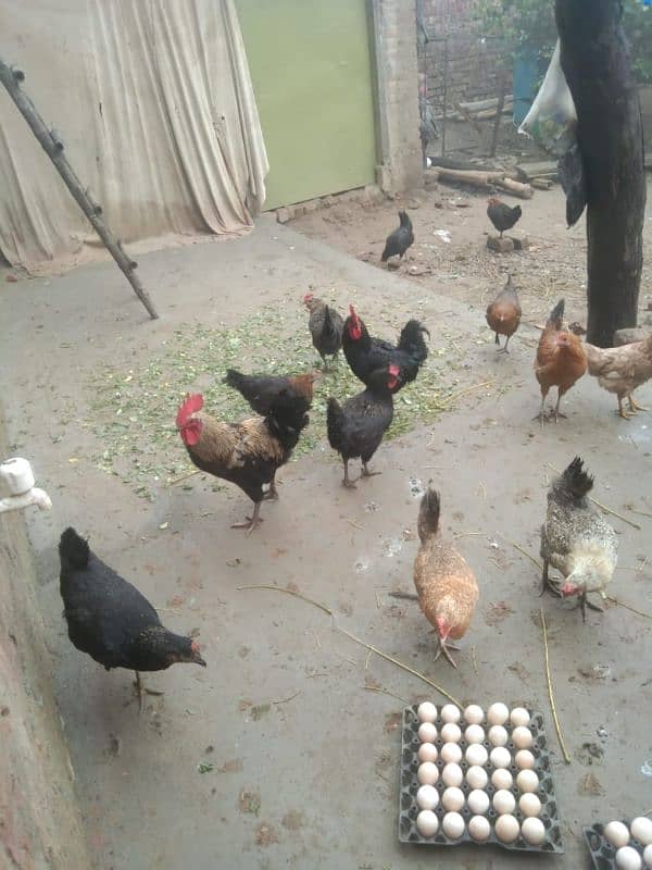 pure desi murgiyaan (hens), murgy  aur dasi anday (eggs) dastyab haan. 6