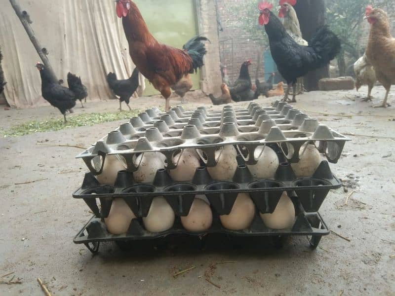 pure desi murgiyaan (hens), murgy  aur dasi anday (eggs) dastyab haan. 7