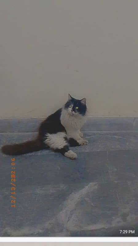 female cat parshian and dubble coat ferr 03008419251 3