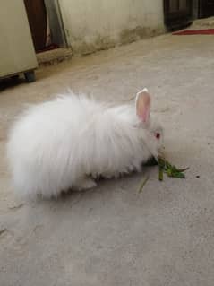 Angora rabbit male for sale