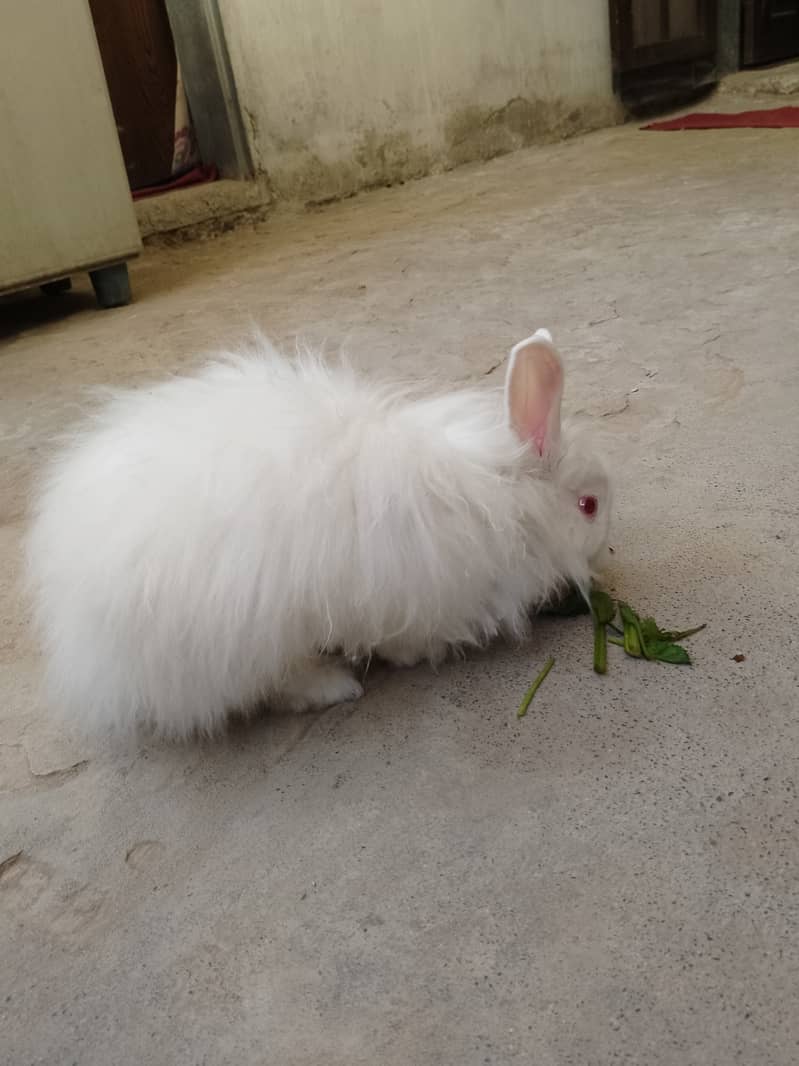 Angora rabbit 1