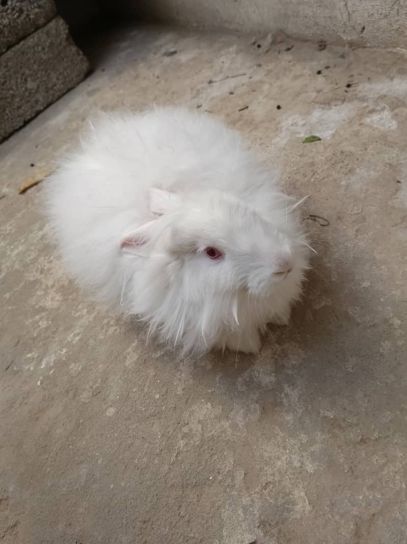 Angora rabbit 2