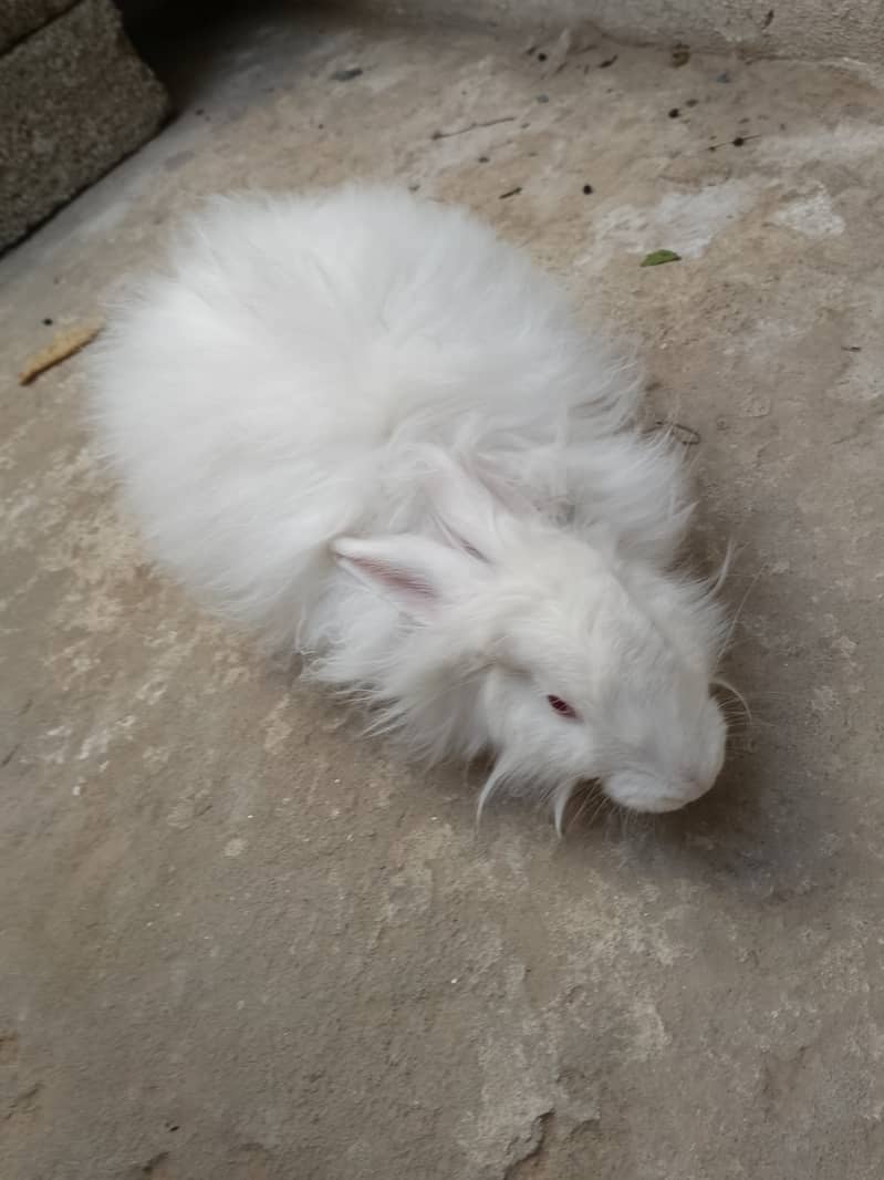 Angora rabbit 3