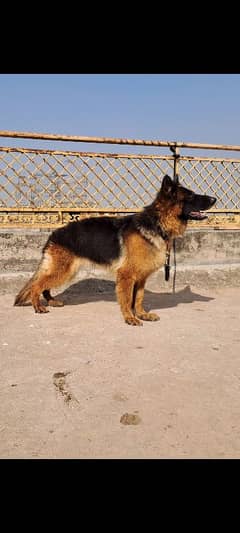 German shepherd