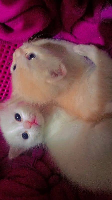 Persian cats 3 baby ha 0