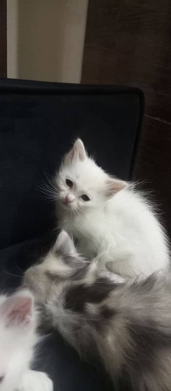 Persian cats 3 baby ha 3