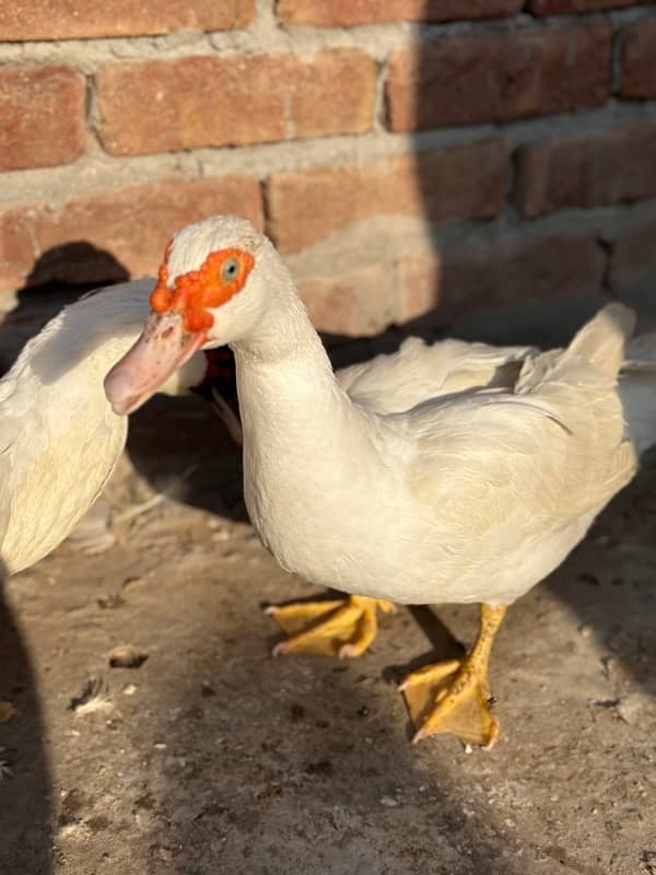 maskuwi ducks 0