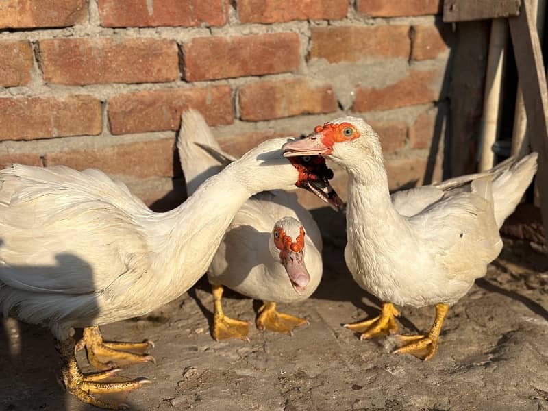 maskuwi ducks 5