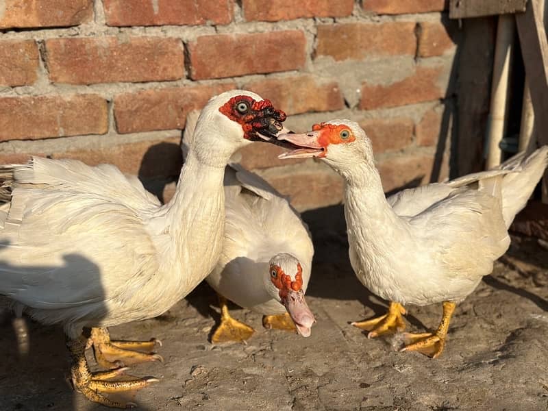 maskuwi ducks 6