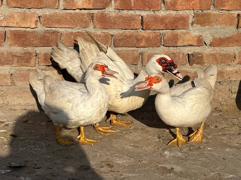 maskuwi ducks 9