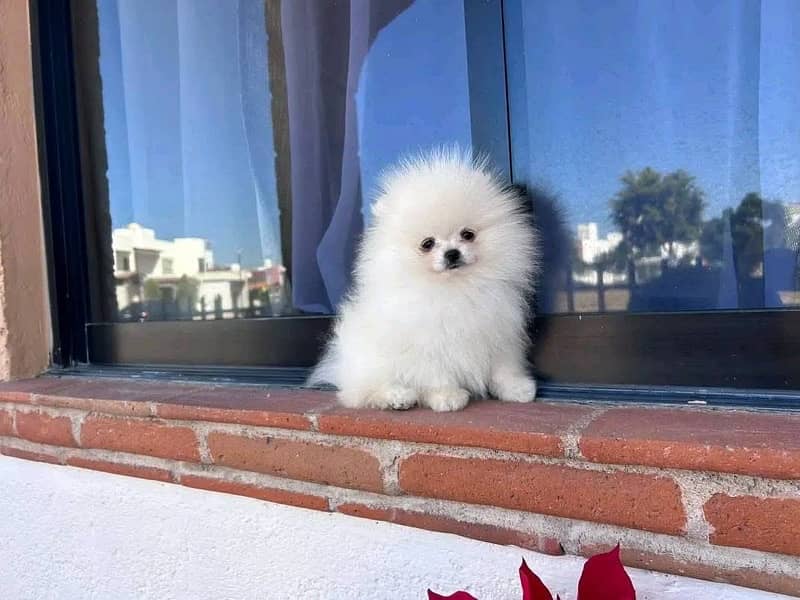 Pomeranian tea cup original available in Pakistan 0