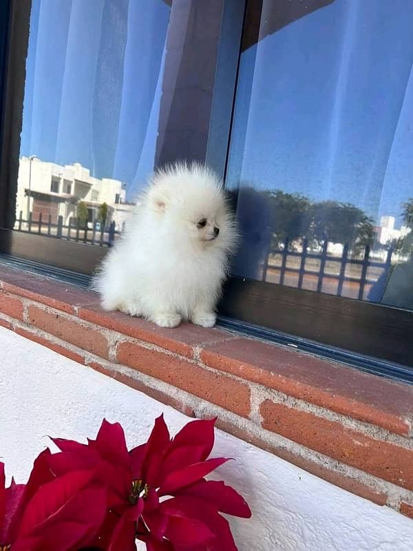 Pomeranian tea cup original available in Pakistan 1