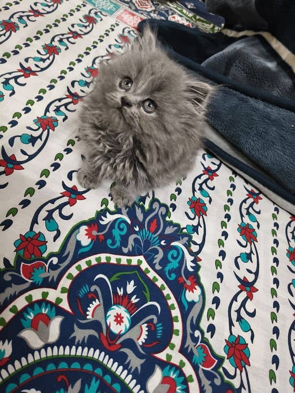 Persian female kitten 0