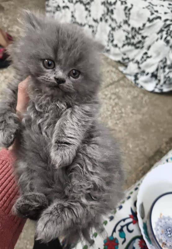 Persian female kitten 1