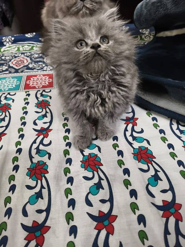 Persian female kitten 2