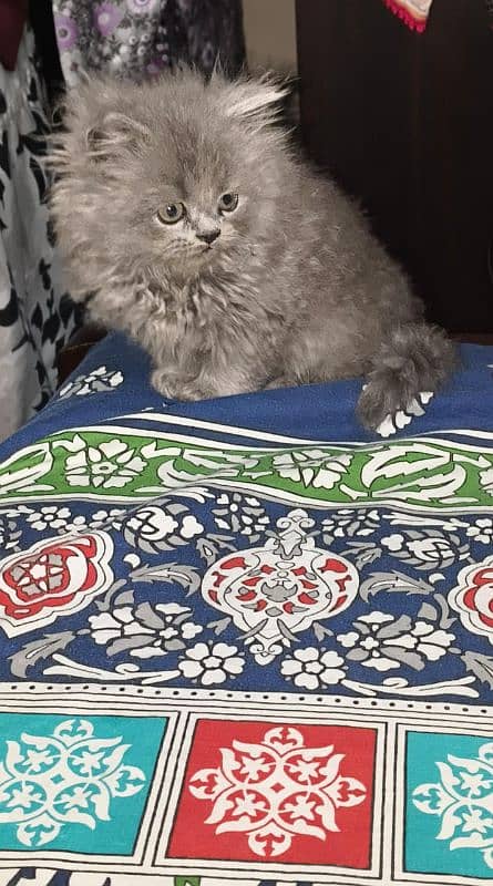 Persian female kitten 3