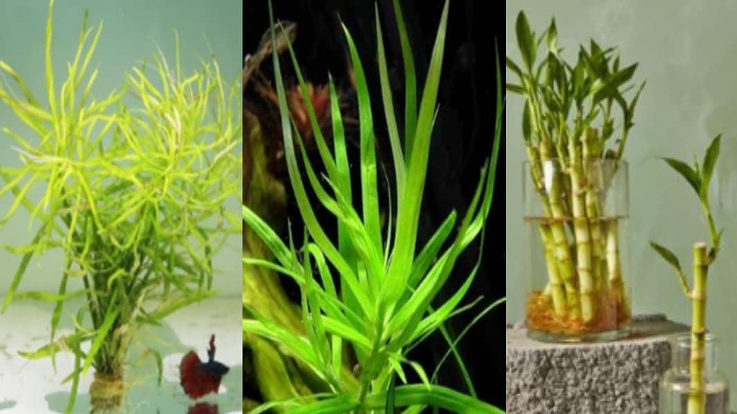 Customise Fish Aquarium | Aquarium | fish tank | Aquarium Accessories 0