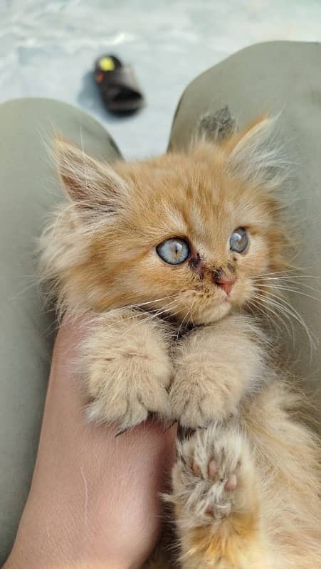 triple fur kittens blue and grey eyes 1